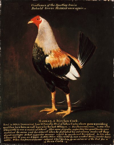 Madman, a Birchen Cock (olje på lerret) av Henry Thomas Alken