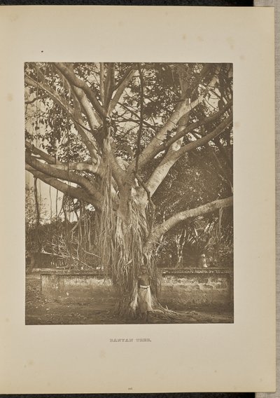  av Henry W. Cave