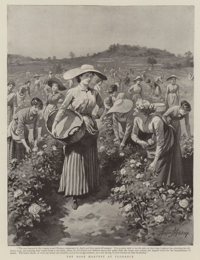 Rosehøsten i Firenze av Herbert Johnson