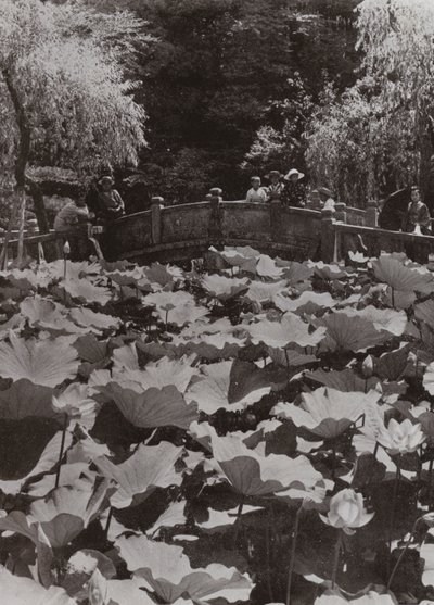 En Lotus-dam (s/hvitt bilde) av Herbert Ponting