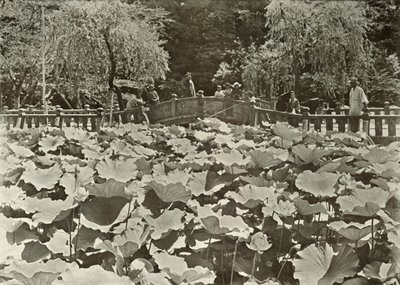En Lotus Pond, 1910. av Herbert Ponting