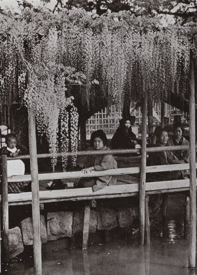 En Wistaria-arbor ved Kameido (s/hv-bilde) av Herbert Ponting