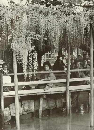 A Wisteria Arbor ved Kameido, 1910. av Herbert Ponting