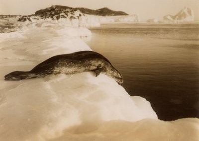 En weddell-sel i ferd med å dykke ved West Beach, Cape Evans, Antarktis, 1911. av Herbert Ponting