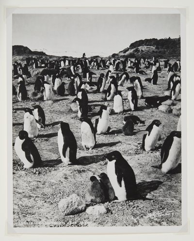 Adelie Penguins på Cape Royds (bromidtrykk) av Herbert Ponting