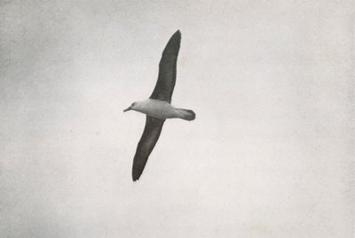Albatross Soaring, c19101913, 1913 av Herbert Ponting