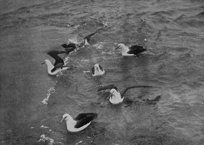 Albatrosser som søker i kjølvannet av Terra Nova, c19101913, 1913 av Herbert Ponting