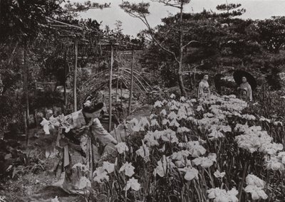 På Iris Garden at Hori-kiri (s/hvitt bilde) av Herbert Ponting