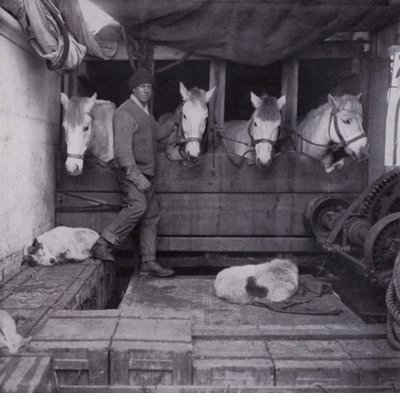 Kaptein Oates med ponnier og hunder til sjøs (s/hvitt bilde) av Herbert Ponting