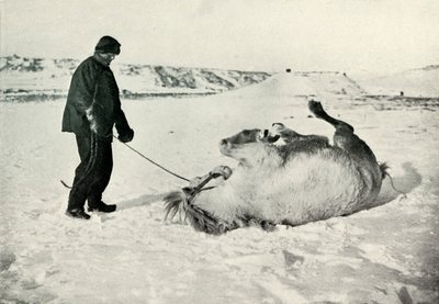 Cherry-Garrard gir ponnien sin Michael A Roll in the Snow, c1911, 1913 av Herbert Ponting