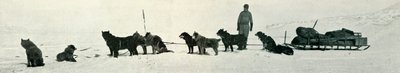 Hunder med butikker i ferd med å forlate Hut Point, c1911, 1913 av Herbert Ponting