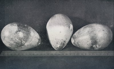 Emperor Penguins Eggs fra Cape Crozier, 1911, 1913 av Herbert Ponting
