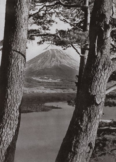 Fuji and the Pine Trees (s/hvitt bilde) av Herbert Ponting