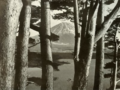 Fuji and the Pine Trees, 1910. av Herbert Ponting