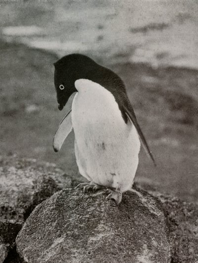 I Dont Care What Becomes Of Me, c19101913, 1913 av Herbert Ponting
