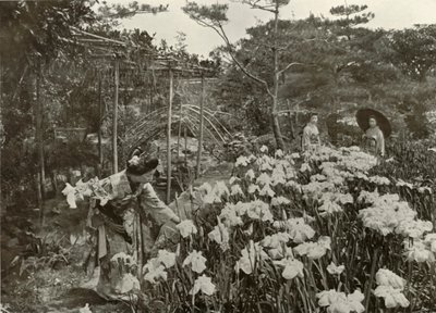 I An Iris Garden, 1910. av Herbert Ponting