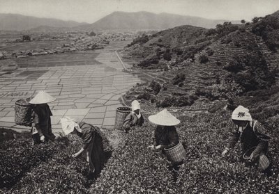 Japan på 1920-tallet: Tehøst (s/hvitt-bilde) av Herbert Ponting