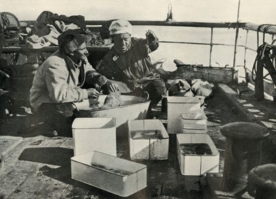 Lillie og Dr. Levick sorterer en trålfangst, c19101913, 1913 av Herbert Ponting