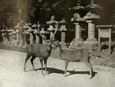Min kjære! En studie ved Nara, 1910. av Herbert Ponting