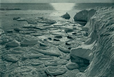 Seler som soler seg på nydannet pannekakeis utenfor Cape Evans, c19101913, 1913 av Herbert Ponting