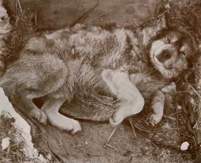 Stareek Malingering, c19101913, 1913 av Herbert Ponting