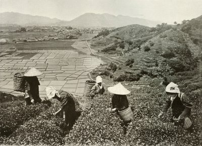 Tea on the Hills og Rice on the Plains, 1910. av Herbert Ponting