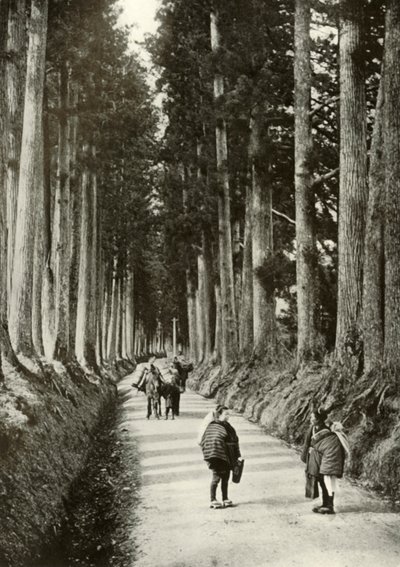 Cryptomerias på Nikko, 1910. av Herbert Ponting