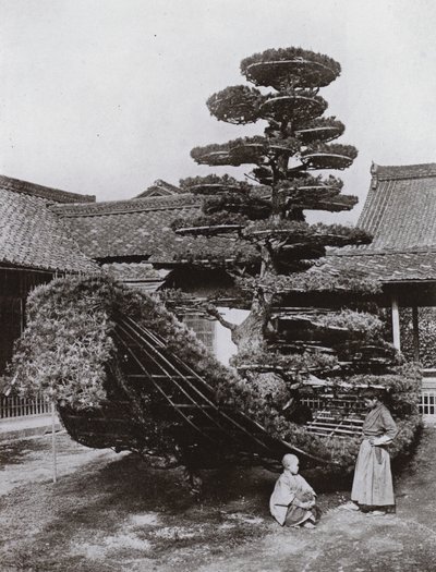 Pine-Tree Junk ved Kinkakuji (s/h-bilde) av Herbert Ponting