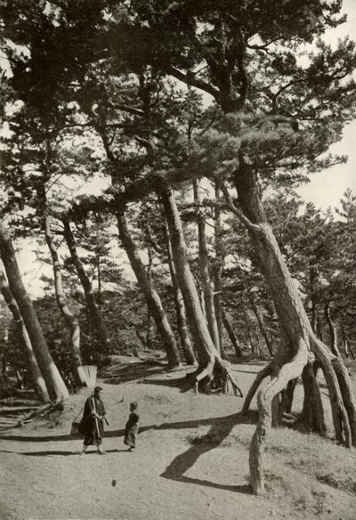 Pines of Shizu-Ura, 1910. av Herbert Ponting