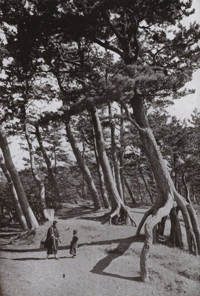 The Pines of Shizu-ura (s/hvitt bilde) av Herbert Ponting