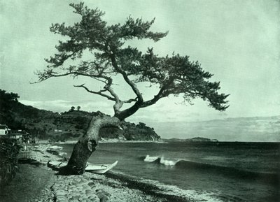 Treet og bølgen, 1910. av Herbert Ponting
