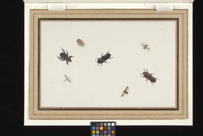 Studie av biller og møll (gouache og akvarell på hvitt nederlandsk papir) av Herman Henstenburgh