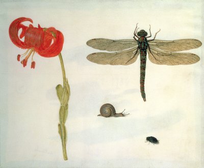 Studie av en rød tigerlilje, en snegl, en bille og en øyenstikker (gouache på vellum) av Herman Henstenburgh