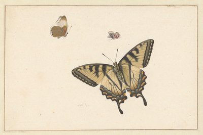 Tre sommerfugler (akvarell og gouache) av Herman Henstenburgh