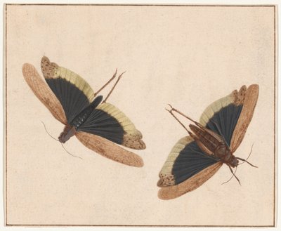 To gresshopper av Herman Henstenburgh