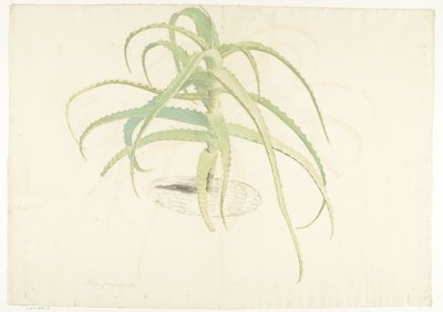 Aloe perfoliata av Herman Saftleven