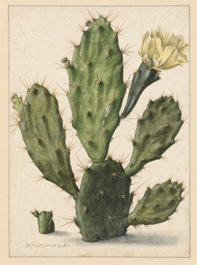 Pærekaktus i blomst av Herman Saftleven