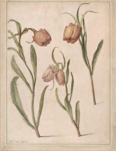 Studie av Three Fritillary, 1683. av Herman Saftleven the Younger