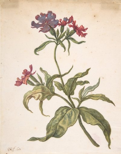 Studie av en rød catchfly Lychnis hirsuta, 1680. av Herman Saftleven the Younger