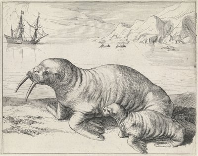 Hvalross ved Spitsbergen av Hessel Gerritsz