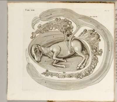 Et dyr i livmoren, 1738 av Hieronymus Fabricius ab Aquapendente