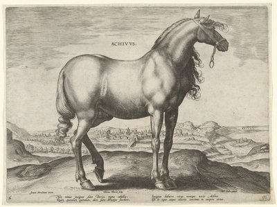 Hest fra Hellas (Achivus) Achivvs (tittel på objekt) Hesteraser fra den kongelige stallen til Don Juan av Østerrike (serietittel) Equile Ioannis Austriaci Caroli (serietittel) av Hieronymus Wierix