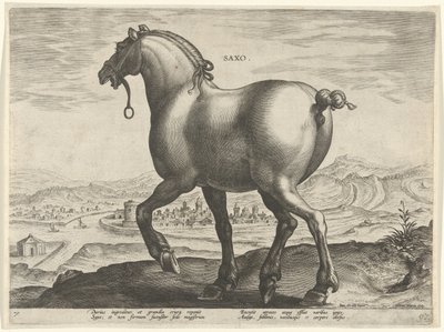 Hest fra Sachsen Saxo (tittel på objekt) Hesteraser fra den kongelige stallen til Don Juan av Østerrike (serietittel) Equile Ioannis Austriaci Caroli (serietittel) av Hieronymus Wierix