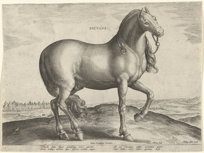 Hest fra Sicilia (Siculus) Sicvlvs (tittel på objekt) Hesteraser fra den kongelige stallen til Don Juan av Østerrike (serietittel) Equile Ioannis Austriaci Caroli (serietittel) av Hieronymus Wierix