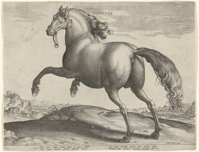 Hest fra Spania (Hispanus Alter) Hispanvs (tittel på objekt) Hesteraser fra den kongelige stallen til Don Juan av Østerrike (serietittel) Equile Ioannis Austriaci Caroli (serietittel) av Hieronymus Wierix