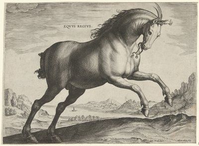Hest av rasen Equus Regius (den kongelige) Eqvvs Regivs (tittel på objekt) Hesteraser fra Royal Stables of Don Juan of Austria (serietittel) Equile Ioannis Austriaci Caroli (serietittel) av Hieronymus Wierix