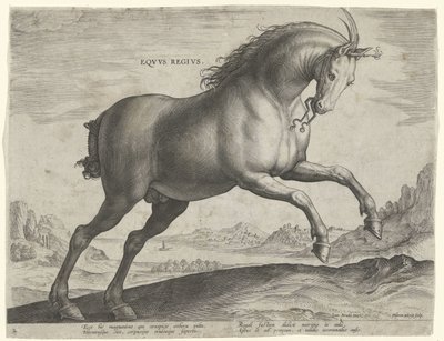 Hest av rasen Equus Regius (den kongelige) Eqvvs Regivs (tittel på objekt) Hesteraser fra Royal Stables of Don Juan of Austria (serietittel) Equile Ioannis Austriaci Caroli (serietittel) av Hieronymus Wierix