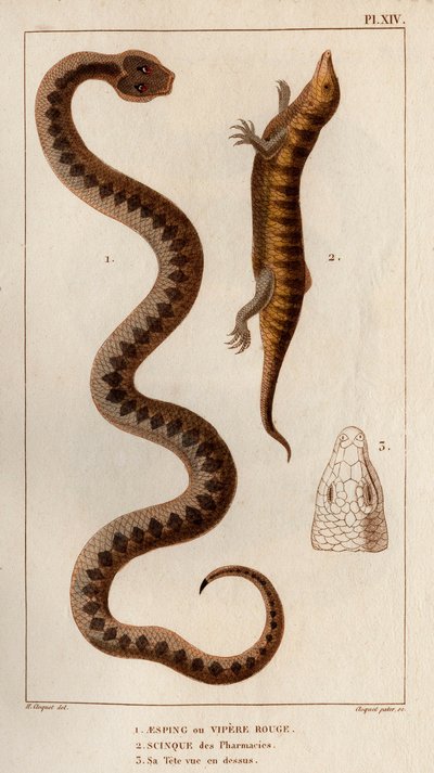 Aesping eller Red Vipere, Skink fra apotek, hodet hans sett ovenfor.» Fauna des Mdecins eller historien om dyr og deres produkter av Hippolyte Cloquet" - Bind 6 - 1825. av Hippolyte Cloquet