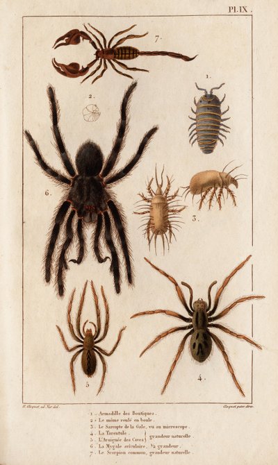 Amardille av butikkene, skabbens Sascopte, Tarantellen, Araignee av skabb, Mygale, Skorpionen. av Hippolyte Cloquet
