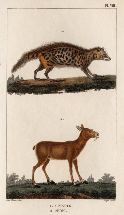 Civet og Musk." "Fauna des Mdecins eller historien om dyr og deres produkter av Hippolyte Cloquet" - Bind 6 - 1825. av Hippolyte Cloquet